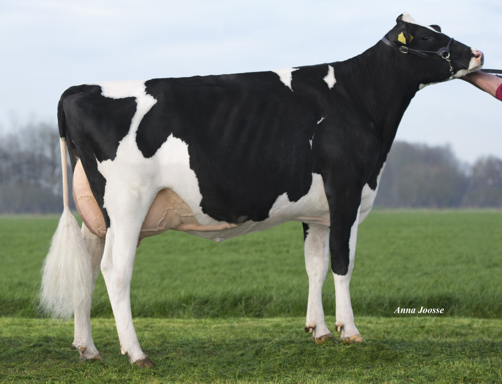 Lilly P RC 2y VG-87, VG-89 MS
