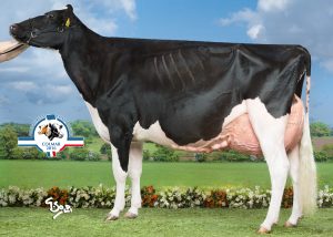 Twizzle her daughter sells in the Tulip Sale!