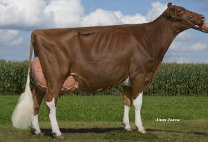 First daughter out of M.H. Alana 5 Red will sell!