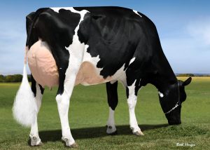 19th generation excellent? at the Tulip Holstein Sale 2018!