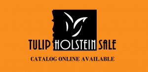 Tulip Holstein Sale 2018 catalog available