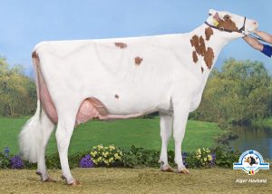 Noard Easter Red Lawn 7 EX-90