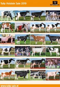Cow families at the Tulip Sale 2019